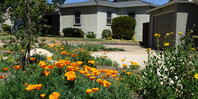 Native plants-New landscaping-room to grow-plants-watersmart living landscape