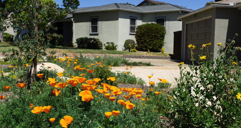 Even though the new landscaping is only four months old, it is already in full bloom with California native plants. Photo: Helix Water District