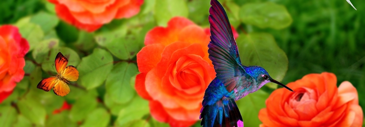 Hummingbirds in garden