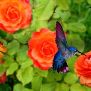 Hummingbirds in garden