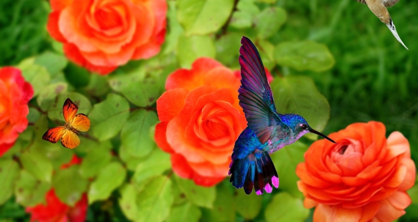 Hummingbirds in garden