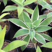 Agave attenuata is one of the plants available to qualified Fallbrook PUD customers in its new plant voucher program. Photo: Fallbrook PUD plant vouchers