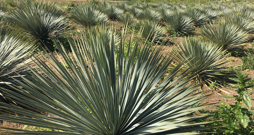 A list of the plants being offered through FPUD’s program is included on its website. Choices include plants like this Beaked Yucca (Yucca rostrada). Photo: Fallbrook PUD