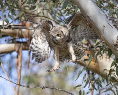 Lake Jennings Photo Contest, Adult Category, 2nd Place: Kurt Scherbaum, "Great Horned Owl"