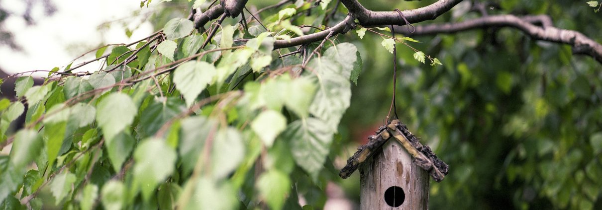Trees are the most valuable players in your landscape design, and you can keep them healthy by using proper pruning techniques. Photo: Benjamin Balazs/Pixabay