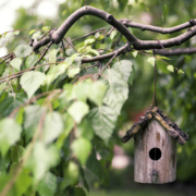 Trees are the most valuable players in your landscape design, and you can keep them healthy by using proper pruning techniques. Photo: Benjamin Balazs/Pixabay