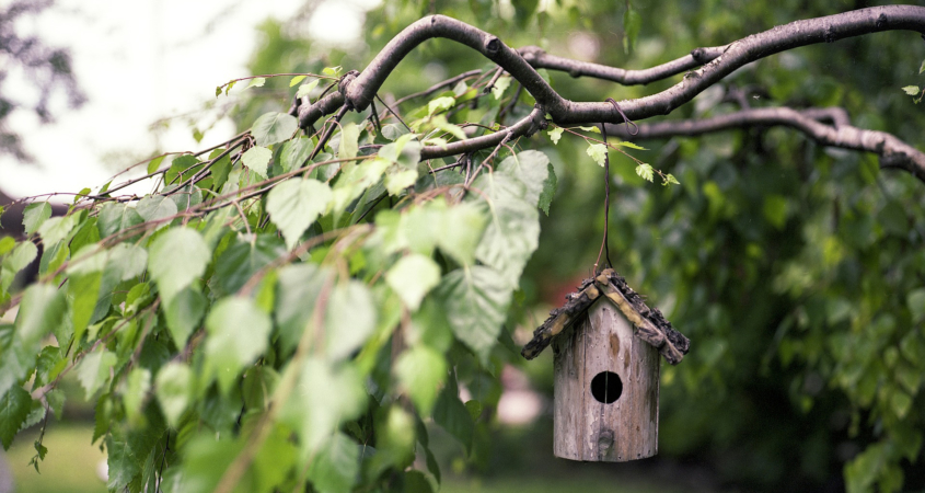 Trees are the most valuable players in your landscape design, and you can keep them healthy by using proper pruning techniques. Photo: Benjamin Balazs/Pixabay