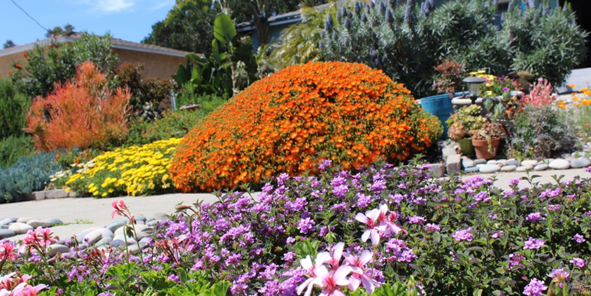 Janet and Conrad Becks' winning design came from their desire to save water and to showcase their makeover. Photo: City of Oceanside drought tolerant gardens