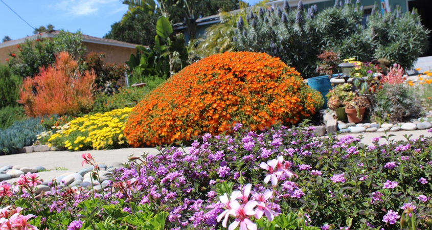 City Of Oceanside Selects Drought, Drought Tolerant Garden
