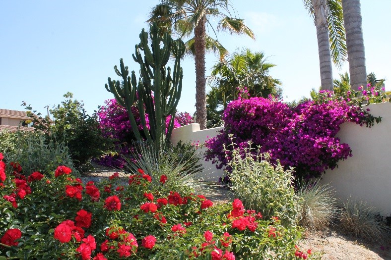 The colorful new landscaping can serve as an inspiration to other Carlsbad residents. Photo: OMWD OMWD 2019 Landscape Contest