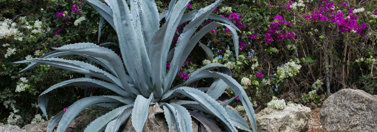 Planting succulents that are high in water or salt content, such as aloe, can help with fire prevention in your sustainable landscape. Photo: Rudy and Peter Skitterians/Pixabay