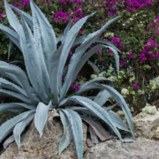 Planting succulents that are high in water or salt content, such as aloe, can help with fire prevention in your sustainable landscape. Photo: Rudy and Peter Skitterians/Pixabay