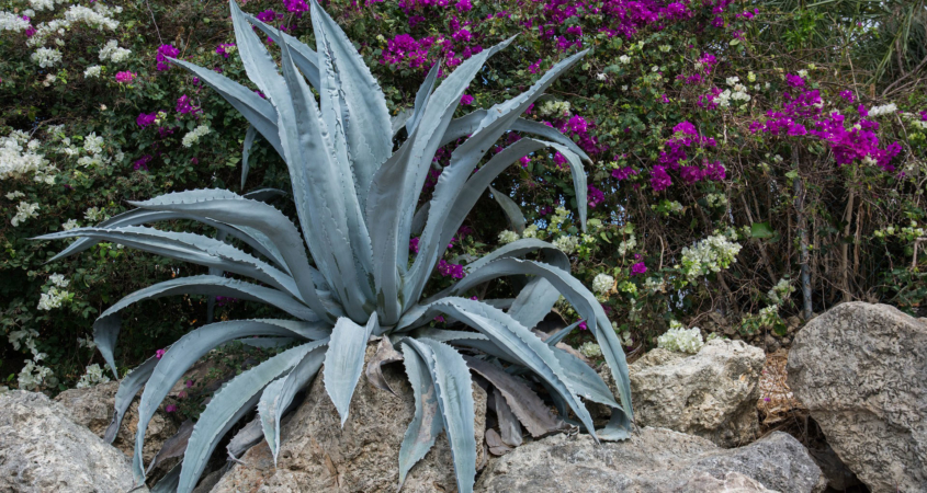 Planting succulents that are high in water or salt content, such as aloe, can help with fire prevention in your sustainable landscape. Photo: Rudy and Peter Skitterians/Pixabay