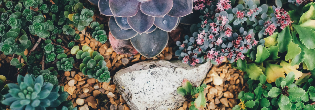 Most native Southern California plants do well in hotter temperatures, so summer plant care is easy with a little planning. Photo: Annie Spratt/Pixabay