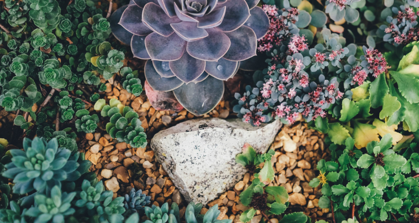 Most native Southern California plants do well in hotter temperatures, so summer plant care is easy with a little planning. Photo: Annie Spratt/Pixabay