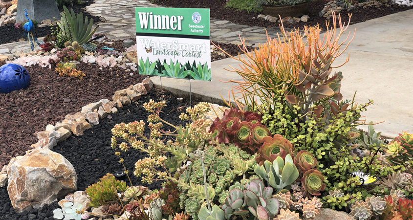 A diverse palette of colorful succulents, cacti, and California native plants add to the winning design. Photo: Sweetwater Authority 2021 Landscape Makeover