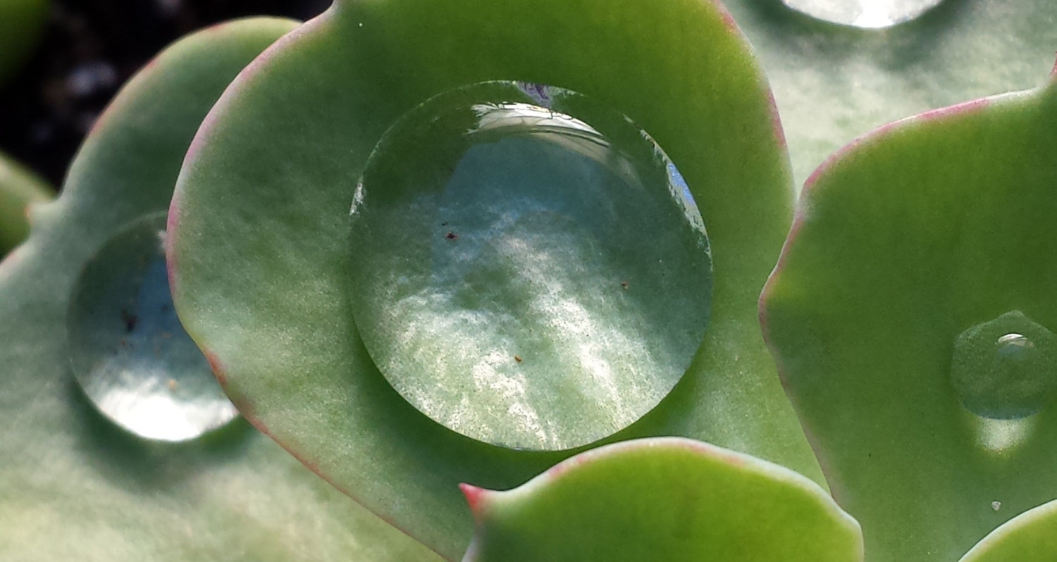 How Much Water Do Plants Need? Water News Network Our Region's