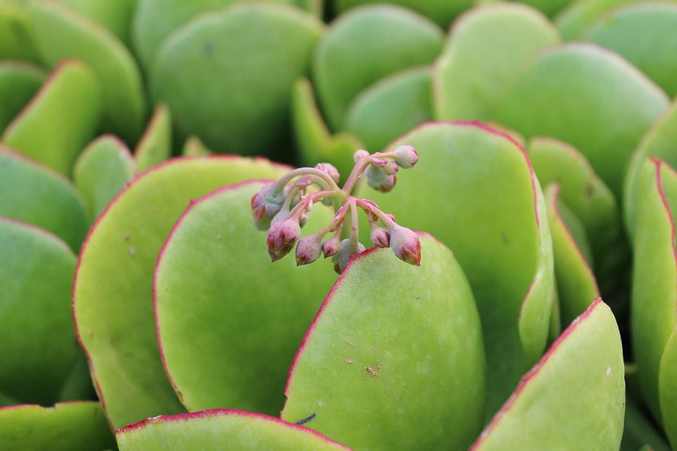 Crassula is a diverse and extensive genus of succulent plants, with about 350 species. 