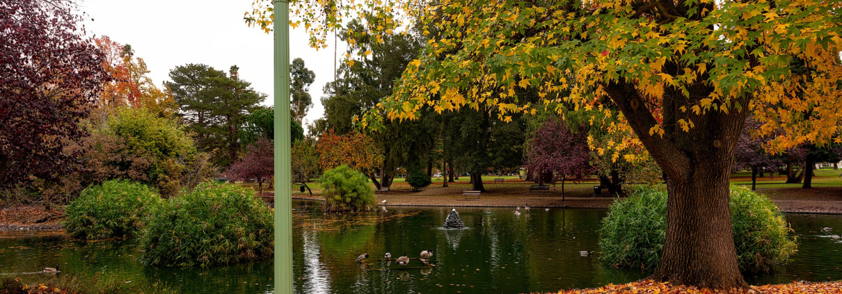 There are many things we can do during fall to keep our landscapes healthy and ready to collect as much water as they can during the winter. Photo: David Mark/Pixabay