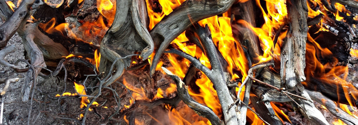 Avoiding invasive plant species, removing dead leaves and branches, and planting native plants can protect your landscape and home from wildfires. Photo: azboomer/Pixabay