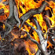 Avoiding invasive plant species, removing dead leaves and branches, and planting native plants can protect your landscape and home from wildfires. Photo: azboomer/Pixabay