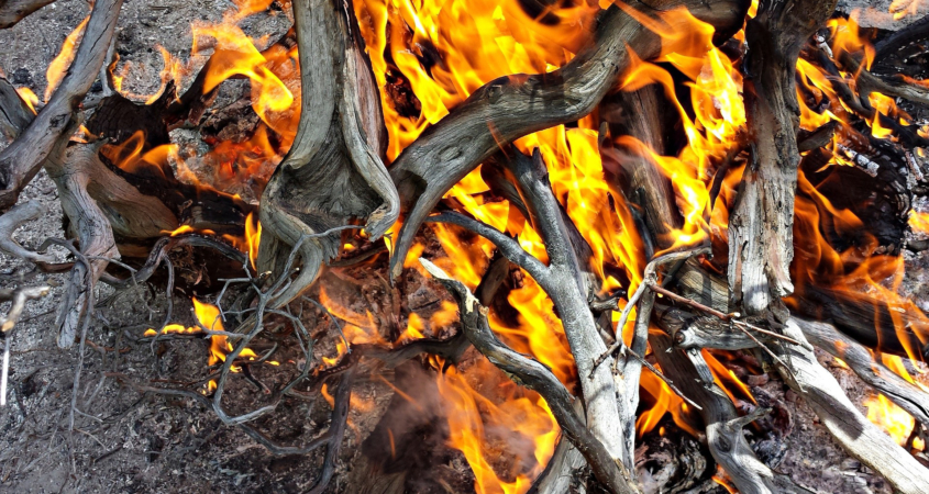Avoiding invasive plant species, removing dead leaves and branches, and planting native plants can protect your landscape and home from wildfires. Photo: azboomer/Pixabay