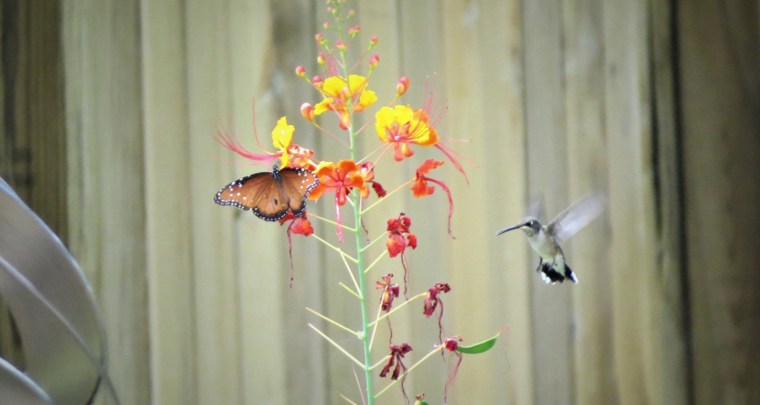 Butterflies and hummingbirds aren't just visually appealing; they also provide a service to your landscape by pollinating plants. Photo: GeorgeB2/Pixabay