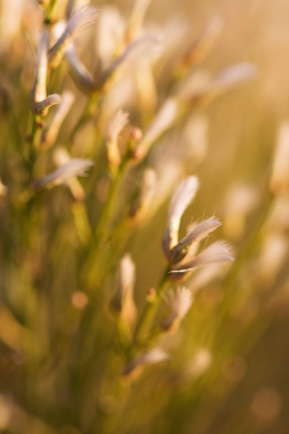 Elfin Forest Recreational Reserve 2019 Photo Contest Winners Inspired