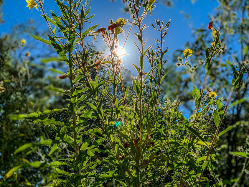 “Shine Bright” by Maria Ana Karina Lara is the winner in the "Plants" category. Photo: Courtesy Olivenhain Municipal Water District Elfin Forest 2019 Photo Contest