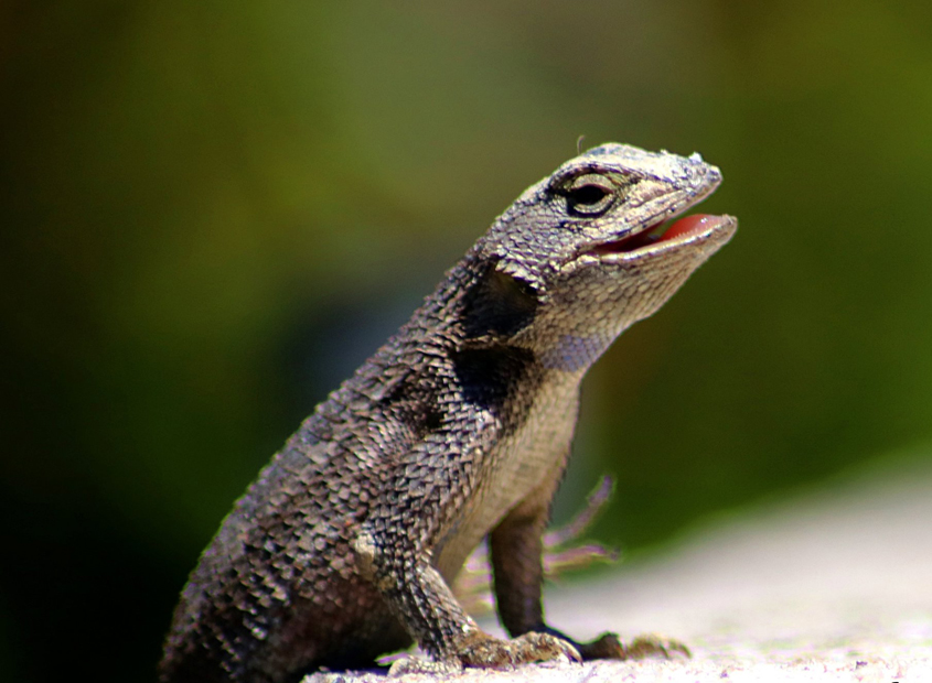 The "Animals" category winner is taken by “Western Fence Lizard” by Karen Wood. Photo: Courtesy Olivenhain Municipal Water District