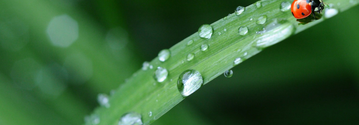 Even in our arid climate, the first rainfall can add up to a lot of water runoff - save as much as possible in your landscape. Photo: Denis Doukhan/Pixabay