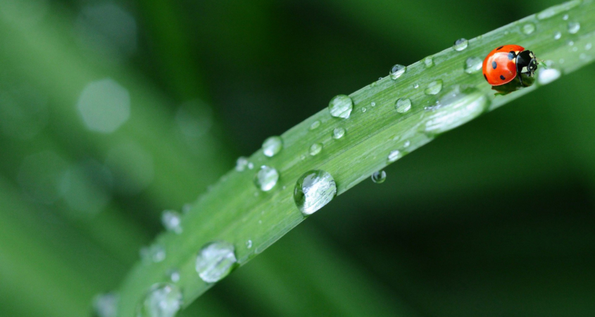 Even in our arid climate, the first rainfall can add up to a lot of water runoff - save as much as possible in your landscape. Photo: Denis Doukhan/Pixabay