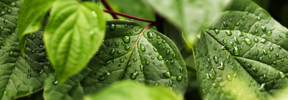 Trees can be a great natural way to slow down rainwater before it reaches your soil. Photo: Thilo Becker/Pixabay