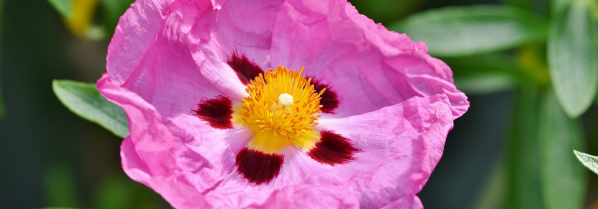 Plants on the Nifty 50 list have been selected because they are attractive, available in retail nurseries, non-invasive and thrive in San Diego County. Photo: Capri23auto/Pixabay