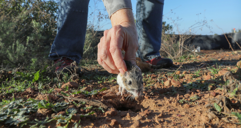 Biologists took special care to find burrows or covered areas for the small animals, such as this kangaroo rat, so that they could begin to build their new homes in the safe areas of the park. Photo: Water Authority