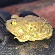 Several sensitive species of small animals, such as this western spadefoot toad, live within Mission Trails Regional Park. Photo: Water Authority