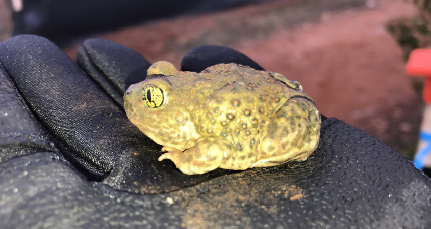 Several sensitive species of small animals, such as this western spadefoot toad, live within Mission Trails Regional Park. Photo: Water Authority