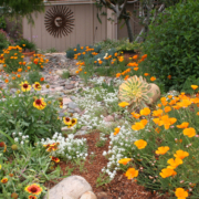 Native plant-sustainability-garden-landscapetracting pollinators like hummingbirds and butterflies. Image: Water Authority plant installation