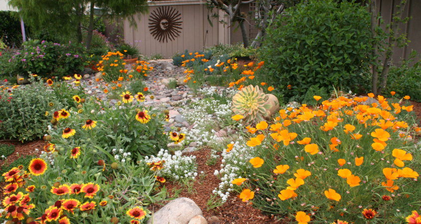 Native plant-sustainability-garden-landscapetracting pollinators like hummingbirds and butterflies. Image: Water Authority plant installation