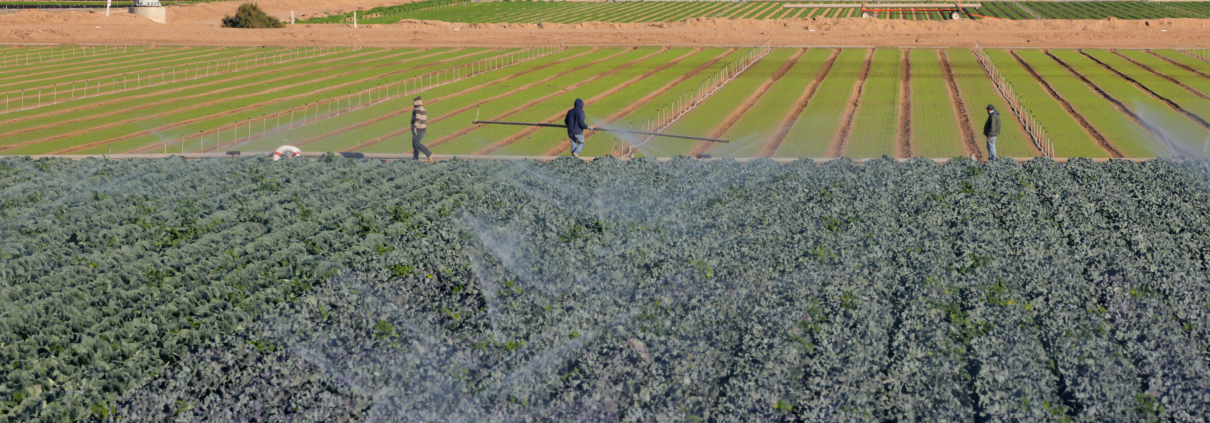 Imperial Valley farming-Holtville-coronavirus-WNN-2020