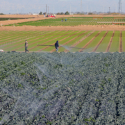 Imperial Valley farming-Holtville-coronavirus-WNN-2020