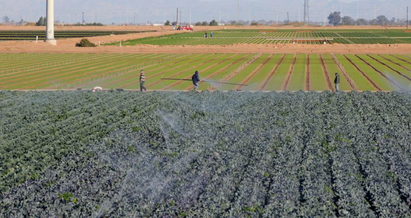 Imperial Valley farming-Holtville-coronavirus-WNN-2020