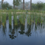 IRWM - SD Wild Animal Park Biofiltration Wetland