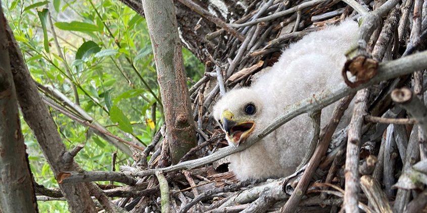 Cooper's Hawk chick-Pipeline 5-May 2020-habitat