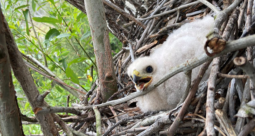 Cooper's Hawk chick-Pipeline 5-May 2020-habitat