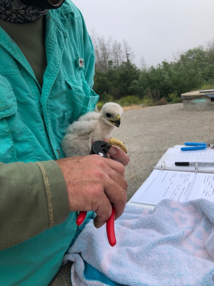 Cooper's Hawk Chick-WNN-May 25, 2020, conservation, wildlife