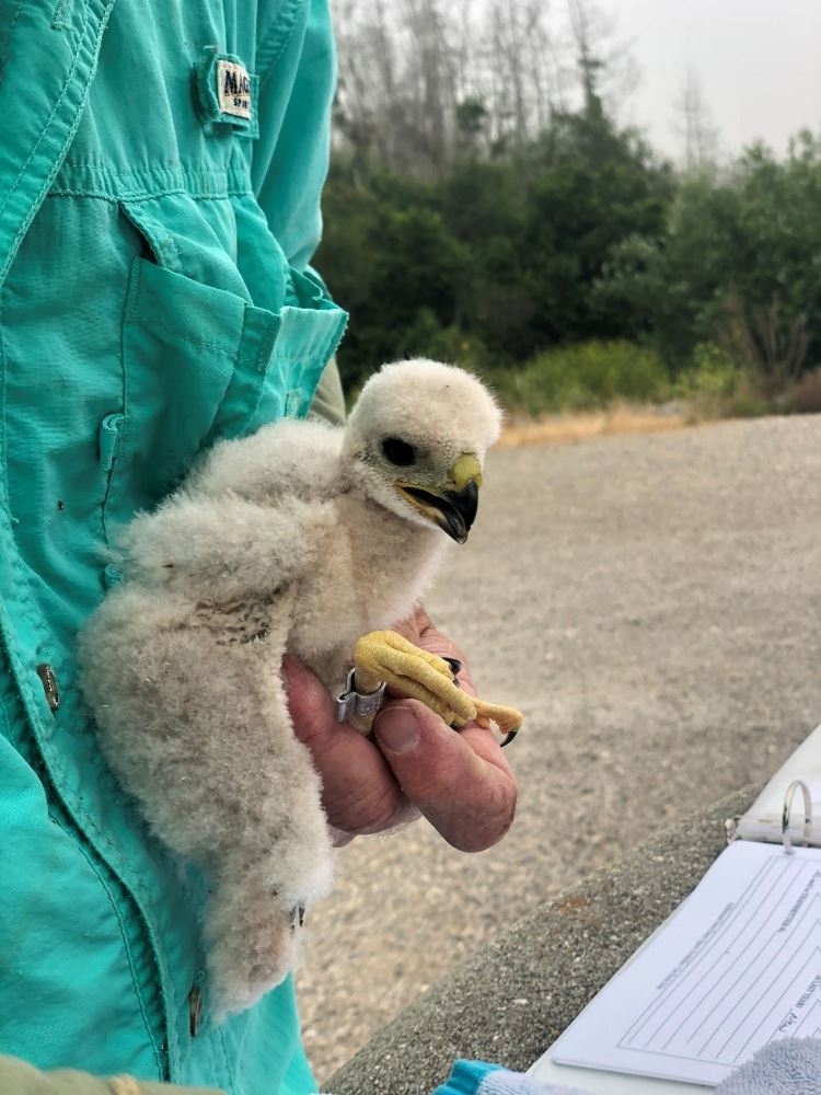 Banded Cooper's hawk chick-wildlife conservation-WNN-Pipeline 5