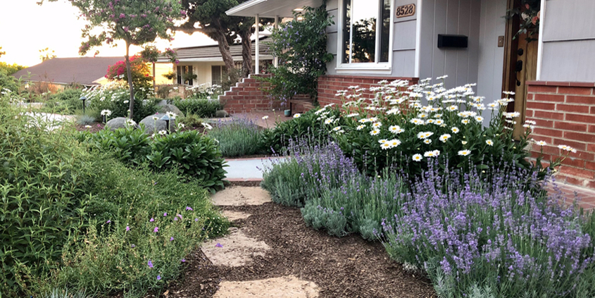 The Montgomerys' new design incorporates a variety of native and low water use plants. Photo: Helix Water District landscape professional