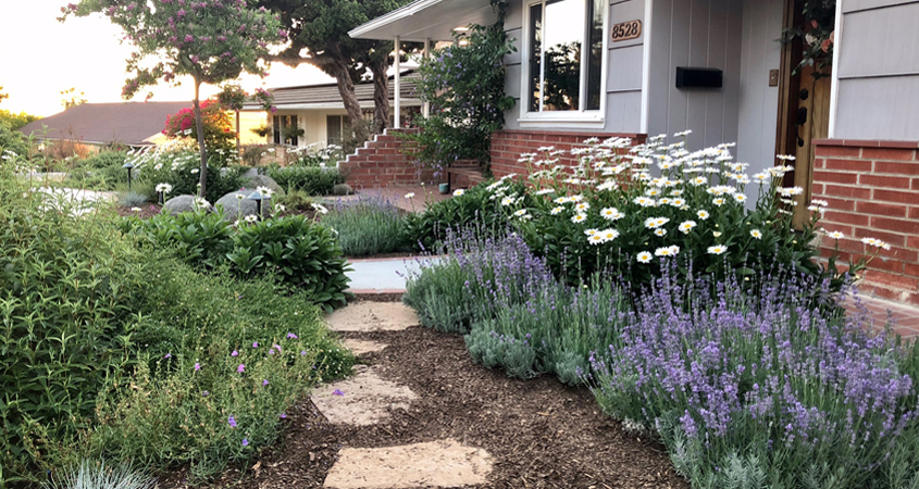 The Montgomerys' new design incorporates a variety of native and low water use plants. Photo: Helix Water District landscape professional