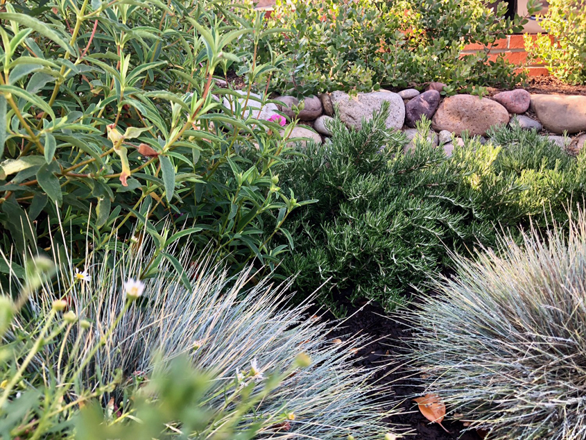 The Montgomerys worked with a landscape designer who helped create a hardscape layout, irrigation design, and planting plan featuring low-maintenance plants. Photo: Helix Water District